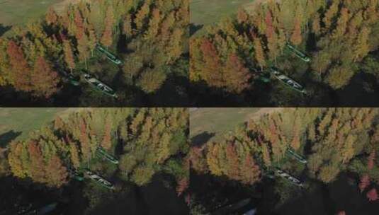 大理秋天秋景秋季树林森林洱海苍山航拍高清在线视频素材下载