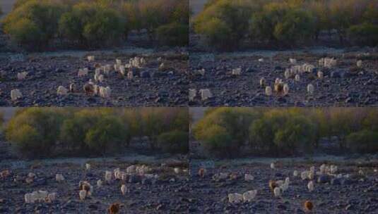 夕阳下的羊群高清在线视频素材下载