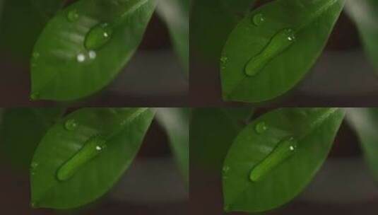 树叶滴水 树叶 滴水 水滴 叶子高清在线视频素材下载