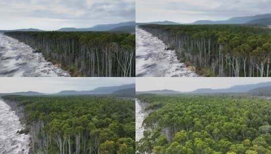 新西兰海边蕨类树航拍森林高清在线视频素材下载