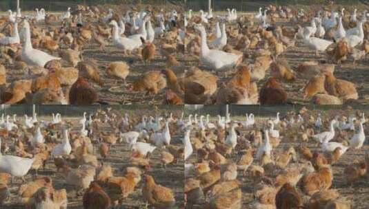 三农扶贫农民饲养散养鸡鸭鹅高清在线视频素材下载