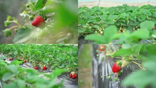 大棚草莓高清在线视频素材下载