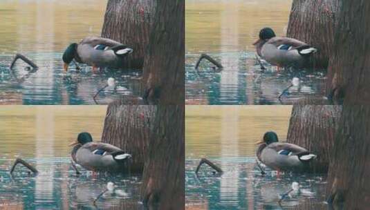 秋天湖水中觅食的鸭子高清在线视频素材下载