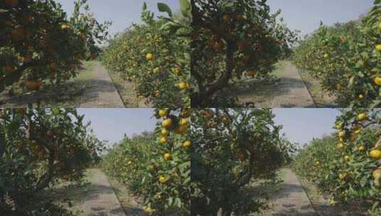 果园橘子树高清在线视频素材下载
