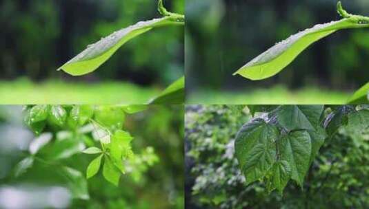 雨天雨水滴落在叶子上特写空镜高清在线视频素材下载