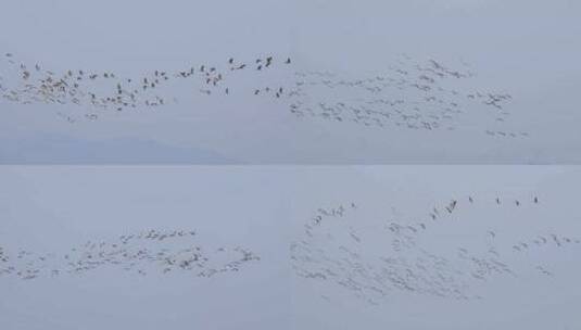 成群的鸟在天空中飞翔高清在线视频素材下载
