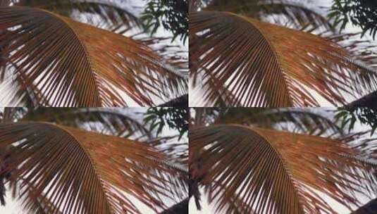 椰子树树叶高清在线视频素材下载