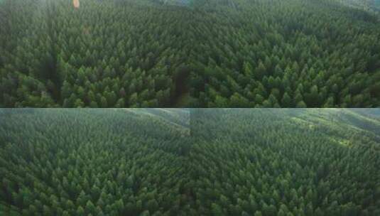 森林地貌航拍高清在线视频素材下载