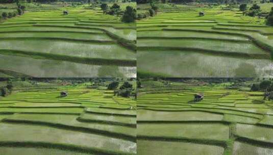 绿色农田小麦水稻种植高清在线视频素材下载
