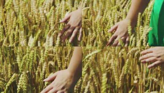 特写女人手抚摸过农田里的麦穗高清在线视频素材下载