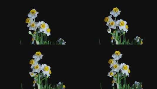 水仙花开花花开延时摄影高清在线视频素材下载