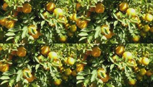 向右摇摄果园里阳光照射下的金色橙子高清在线视频素材下载