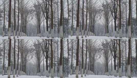 树林下雪的慢动作高清在线视频素材下载