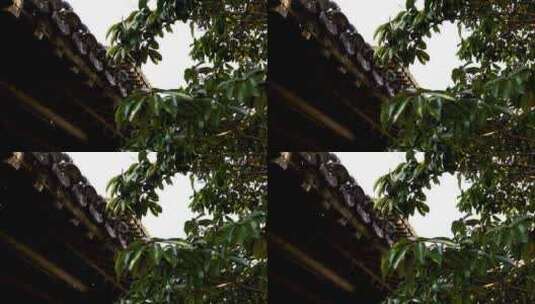 江南中式古典园林屋檐雨滴水滴高清在线视频素材下载