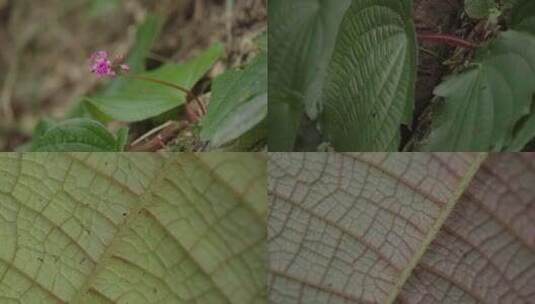 4K野生植物 叶片高清在线视频素材下载