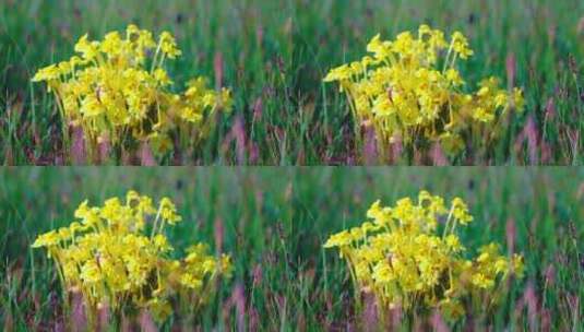 青海湖边草原的黄色野花高清在线视频素材下载