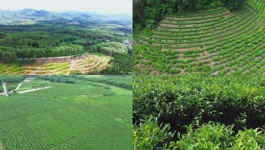 茶山茶园绿茶春茶茶叶高清在线视频素材下载