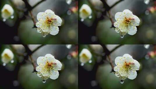 春天下雨天梅花花朵上的雨水雨滴雨珠高清在线视频素材下载