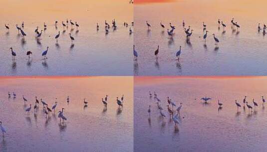 夕阳下湿地群鸟栖息景象高清在线视频素材下载