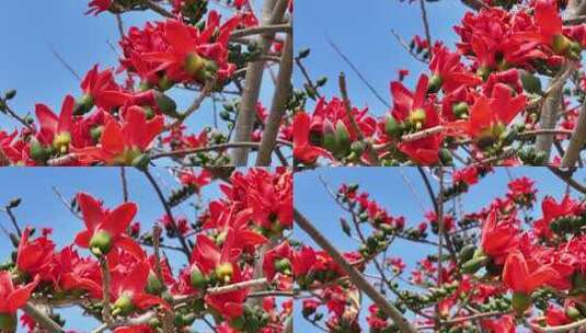 盛开的木棉花特写高清在线视频素材下载