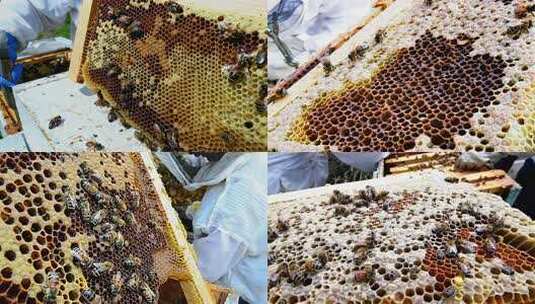 养蜂人查看蜂巢画面高清在线视频素材下载