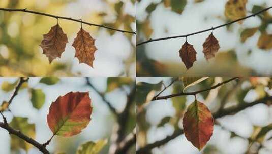 枝头枯叶特写高清在线视频素材下载