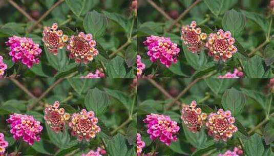 蜜蜂采蜜花卉特写高清在线视频素材下载