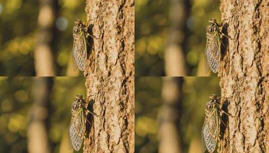 处暑知了鸣叫夏天昆虫特写视频高清在线视频素材下载
