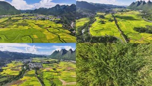 4k航拍贵州兴义万峰林金黄稻田丰收在望高清在线视频素材下载