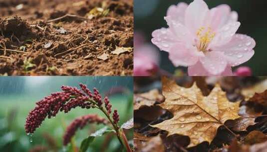 春雨滋润万物生长高清在线视频素材下载
