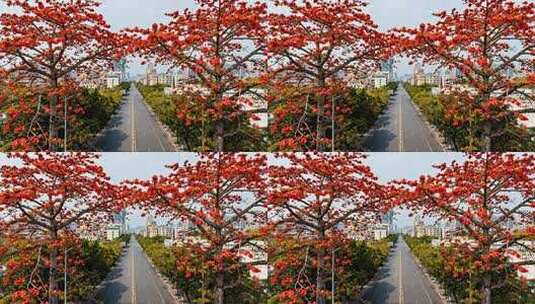 木棉花盛开的城市街道高清在线视频素材下载