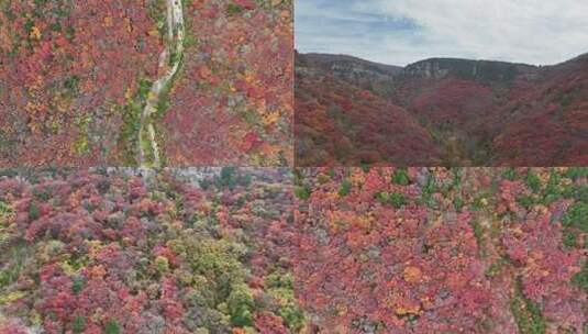秋天山林红叶自然风光高清在线视频素材下载