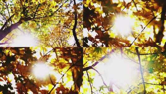 阳光穿透枫树叶高清在线视频素材下载