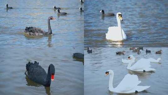【开放式结尾】东营：水鸟嬉戏生态美高清在线视频素材下载
