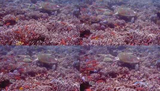 海底的鱼和海龟高清在线视频素材下载