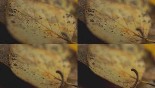 枯叶上生长的真菌高清在线视频素材下载