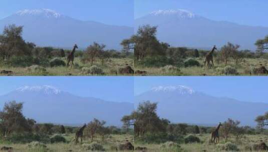 非洲草原上的长颈鹿高清在线视频素材下载