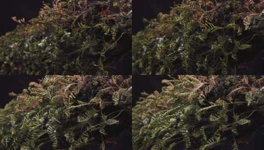 黑色背景下蕨植物展开的延时镜头高清在线视频素材下载