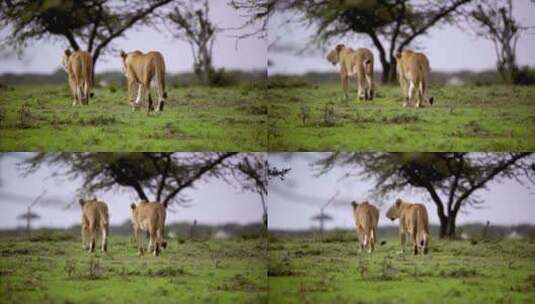 草原上的一对母狮高清在线视频素材下载