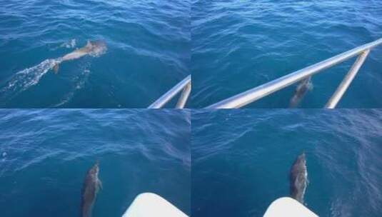 海豚在船前游泳高清在线视频素材下载