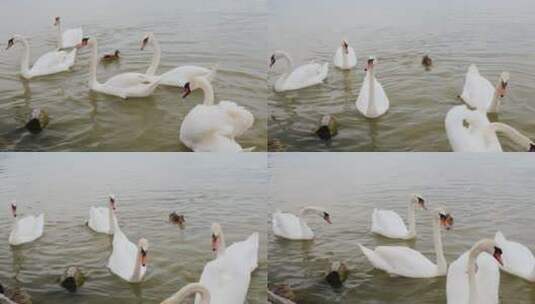 湖里的白天鹅高清在线视频素材下载