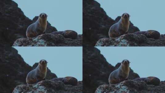 在海边岩石上的海狮高清在线视频素材下载