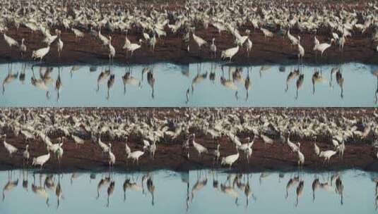 湖边一群要迁徙活动的鸟类慢镜头高清在线视频素材下载