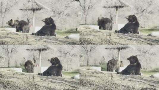 野生动物园开车看棕熊高清在线视频素材下载