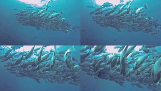 鱼在水下游泳照片高清在线视频素材下载