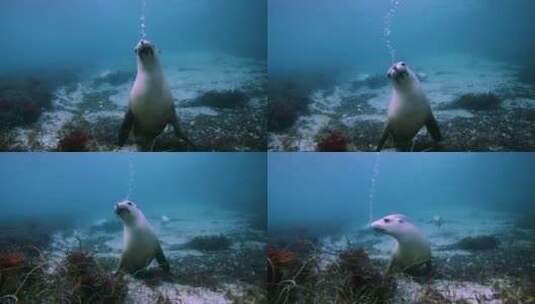 海底的海狮吹泡泡高清在线视频素材下载