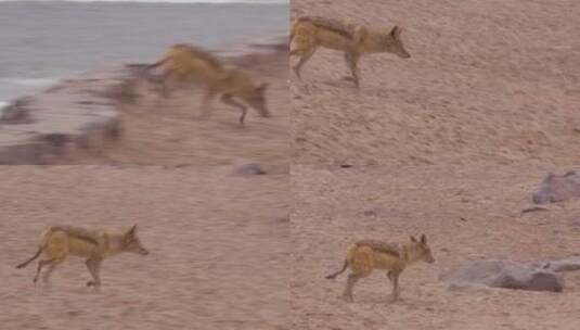 豺狼走过纳米比亚的沙地高清在线视频素材下载