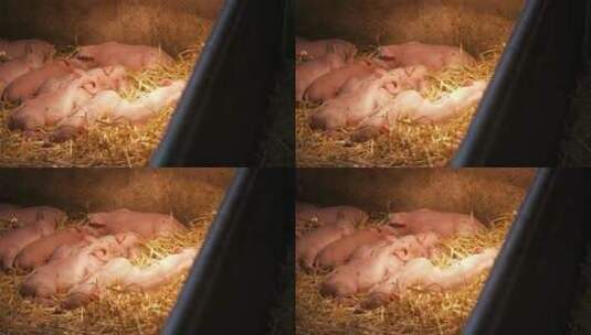 畜牧场里睡觉的小猪高清在线视频素材下载