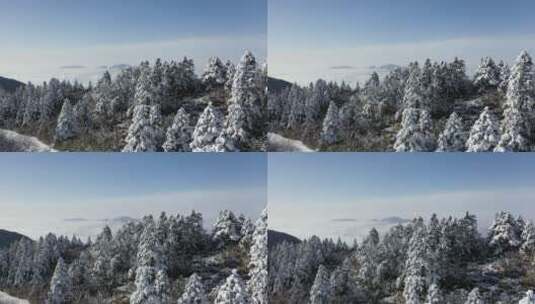 航拍湖北神农架冬季冬天阳光冰雪雪松雪景高清在线视频素材下载