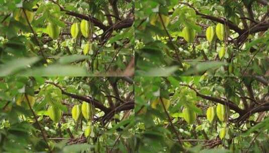 杨桃种植高清在线视频素材下载